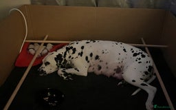 Dalmatian dogs for sale: Beautiful Dalmatian Puppies - Image 7