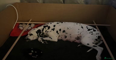 Dalmatian dogs - Advert 11