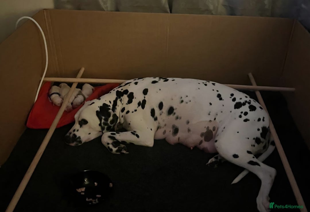 Dalmatian dogs for sale: Beautiful Dalmatian Puppies - Image 7