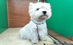 West Highland Terrier dogs for sale: Outstanding KC show line puppies  - Image 5