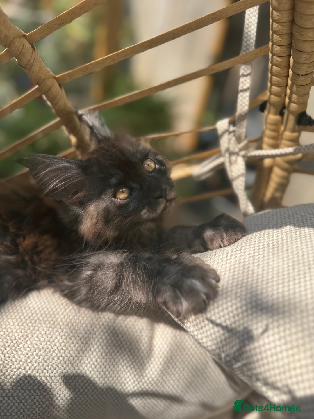 Maine Coon cats for sale: Stunning Black Smoke TiCA kittens  - Image 14
