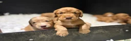 Cocker Spaniel dogs for sale: GORGEOUS GOLDEN HEALTH TESTED COCKER PUPPIES - Advert 30
