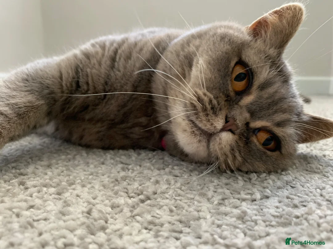 British Shorthair cats for sale: British shorthair female cat  - Advert 6