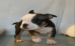 English Bulldog dogs for sale: KC registered English Bulldog Puppies  - Image 21