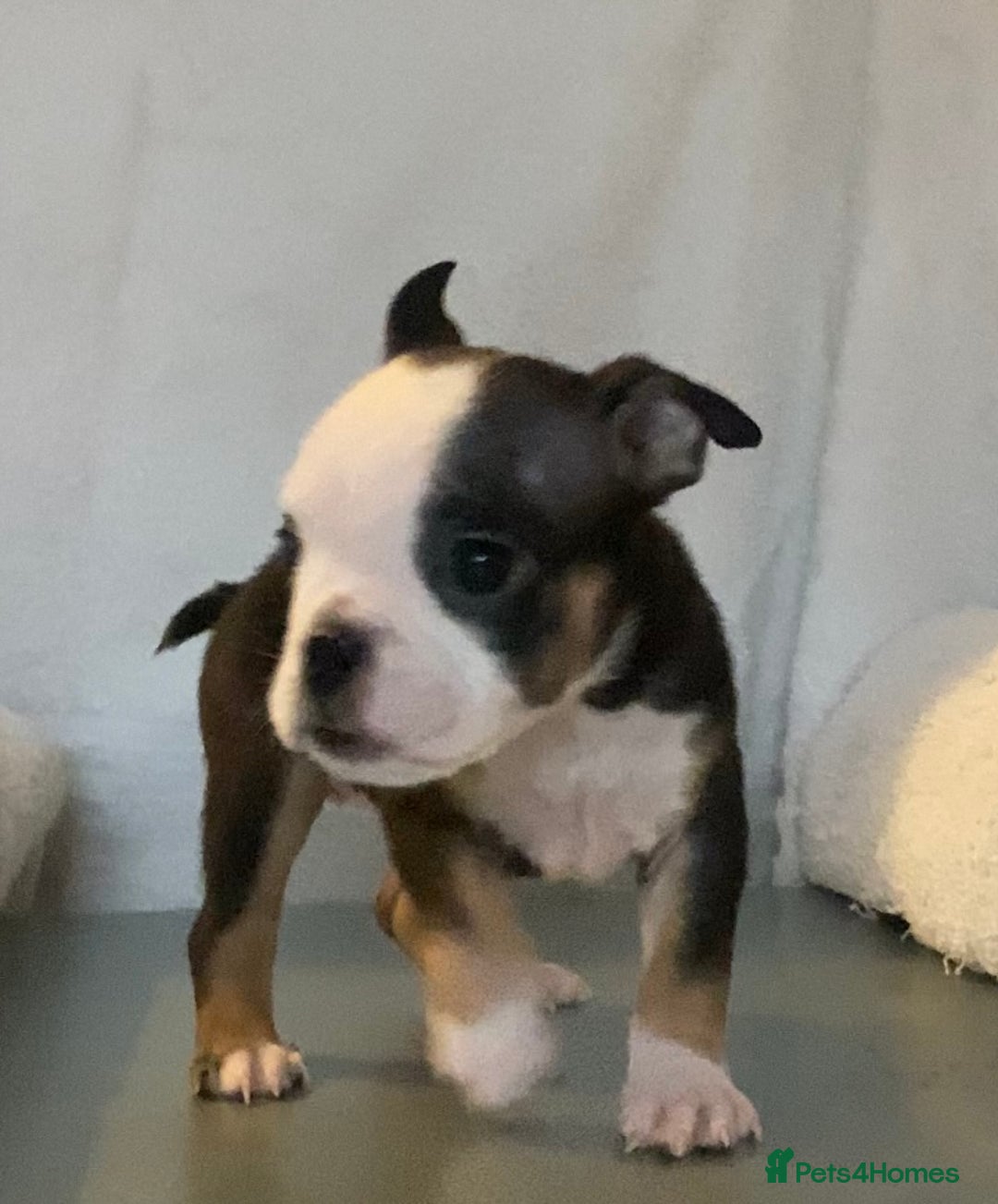 English Bulldog dogs for sale: KC registered English Bulldog Puppies  - Image 21