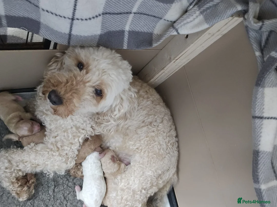 Cockapoo dogs for sale: 1 boy 3 girls available  - Advert 1