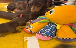 Miniature Dachshund dogs for sale: Beautiful best of breed litter - Advert 7