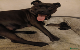 Mixed Breed dogs for sale: Stacksides litter - Image 2