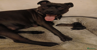 Mixed Breed dogs - Advert 8