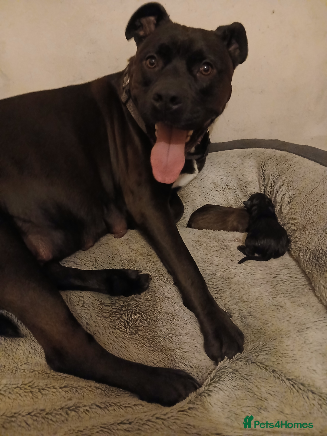 Mixed Breed dogs for sale: Stacksides litter - Image 2