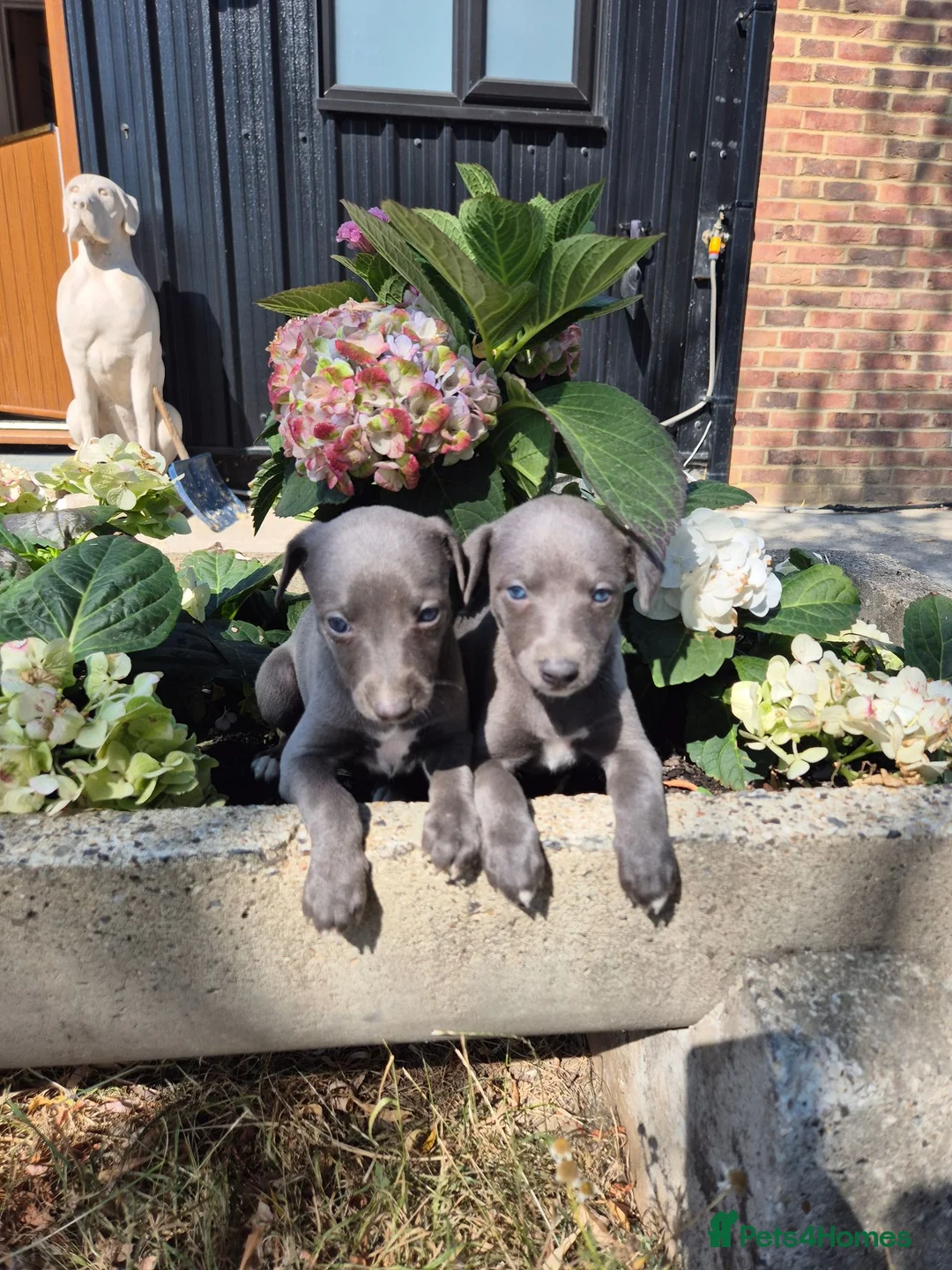 Whippet dogs for sale: Whippet Puppies - Advert 10