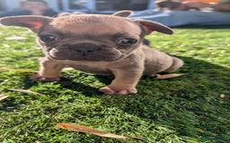 French Bulldog dogs for sale: Reduced! French bulldog male puppy  - Image 4