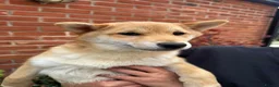 Japanese Shiba Inu dogs for sale: Shiba girls kc registered available  - Advert 8