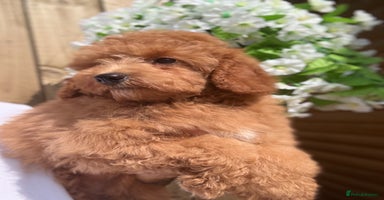 Shihpoo dogs - Advert 14