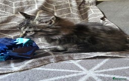 Sphynx cats for sale: Sphynx maincoon mix - Image 4