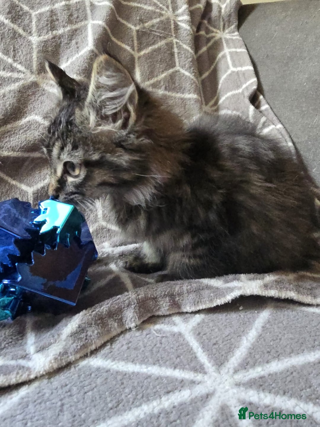 Sphynx cats for sale: Sphynx maincoon mix - Image 4
