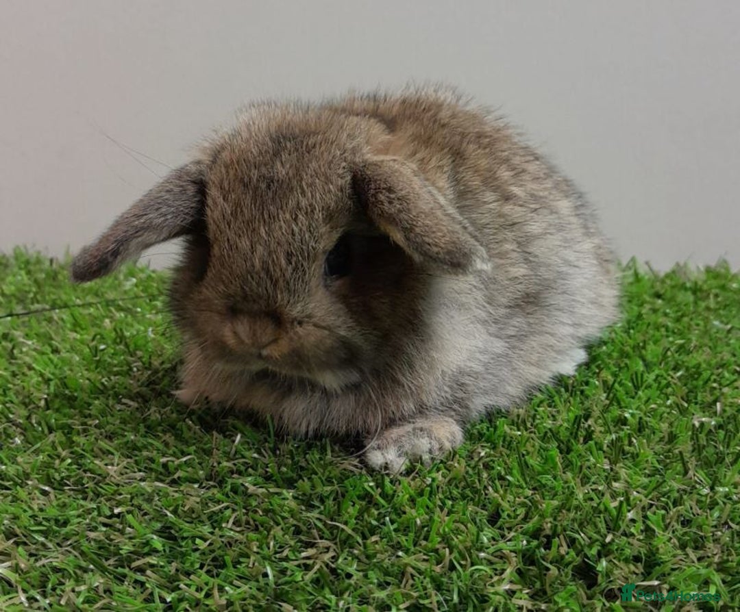 Mini Lop rabbits for sale: Beautiful friendly vaccinated Mini Lops - Image 6