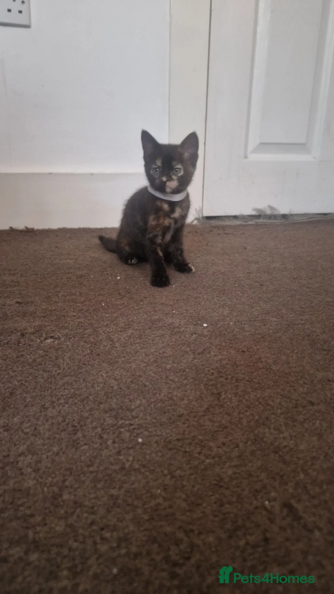 Mixed Breed cats for sale: 8 beautiful kittens  - Advert 10