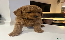 Mini Goldendoodle dogs for sale: 🌟 Mini Goldendoodle Puppies 8 Weeks Old 🌟 - Image 7