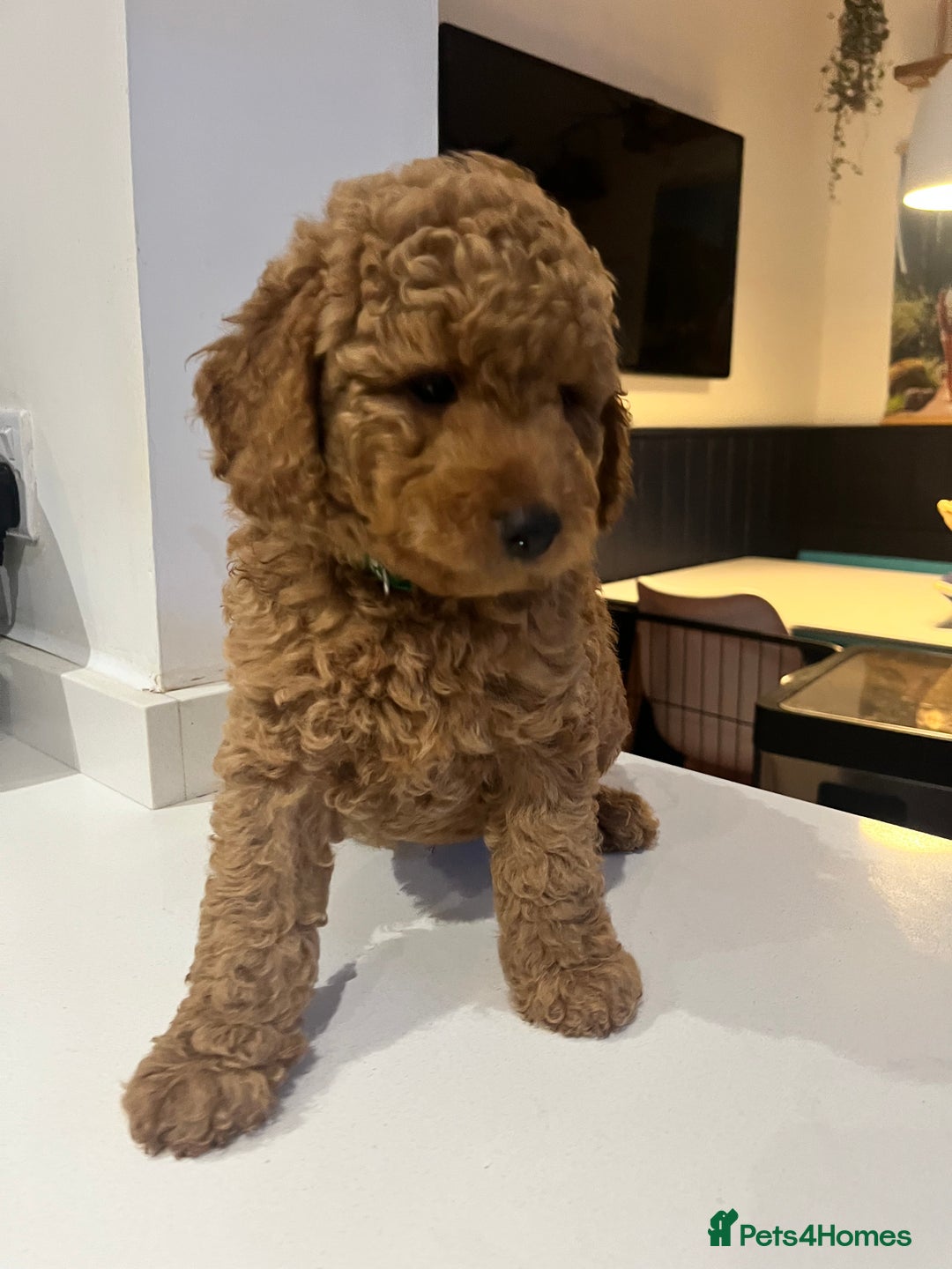 Mini Goldendoodle dogs for sale: 🌟 Mini Goldendoodle Puppies 8 Weeks Old 🌟 - Image 7