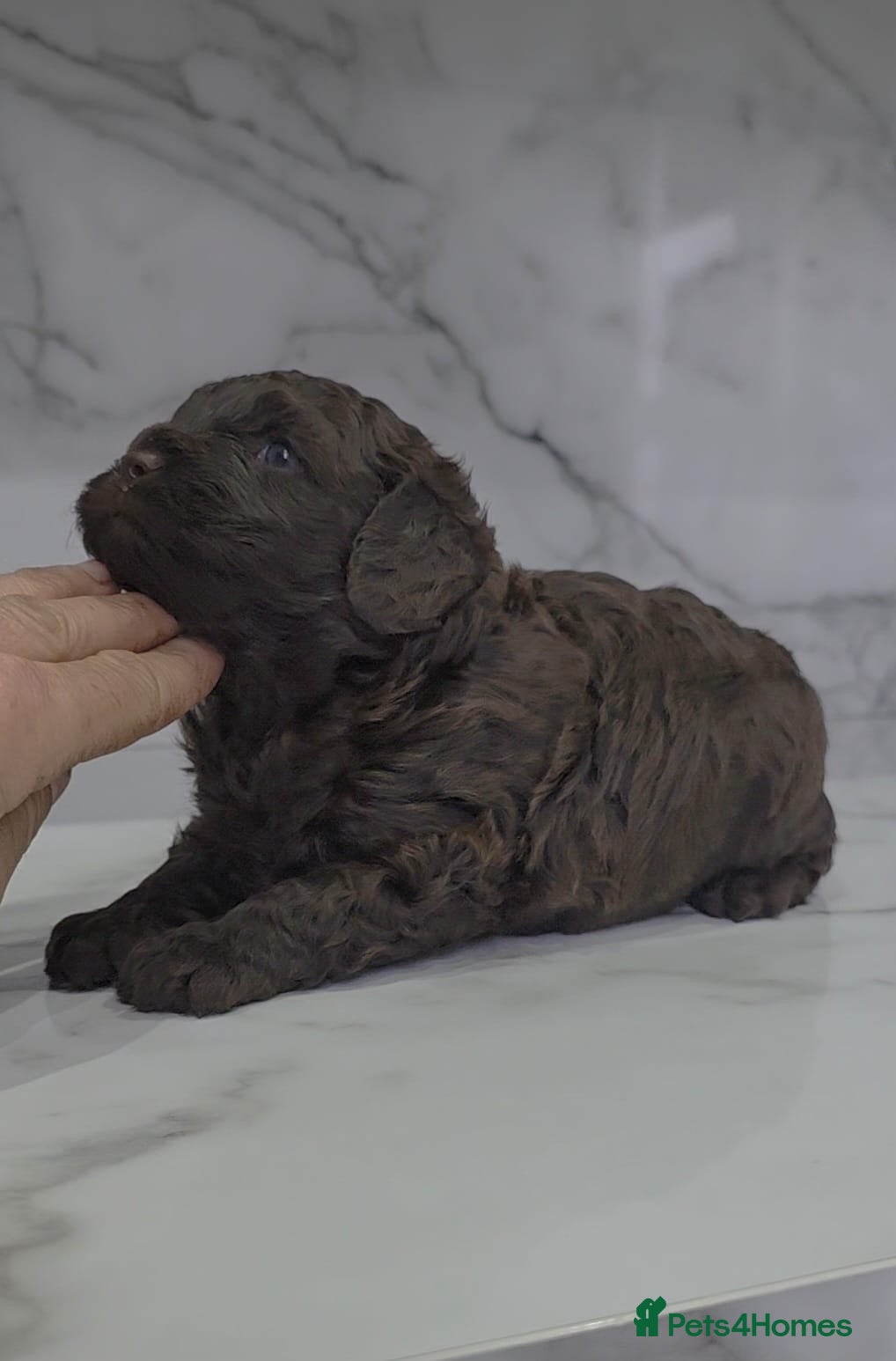 Cavapoo dogs Chocolate cavapoo girl - Advert 19