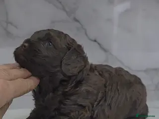 Cavapoo dogs Chocolate cavapoo girl - Advert 19