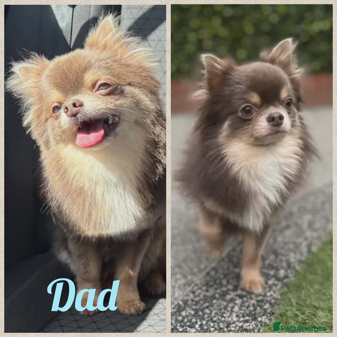 Chihuahua dogs for sale: Three beautiful chihuahua girl puppies  - Advert 7