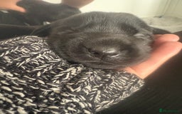 Labrador Retriever dogs for sale: 5 beautiful Labrador puppies - Image 5