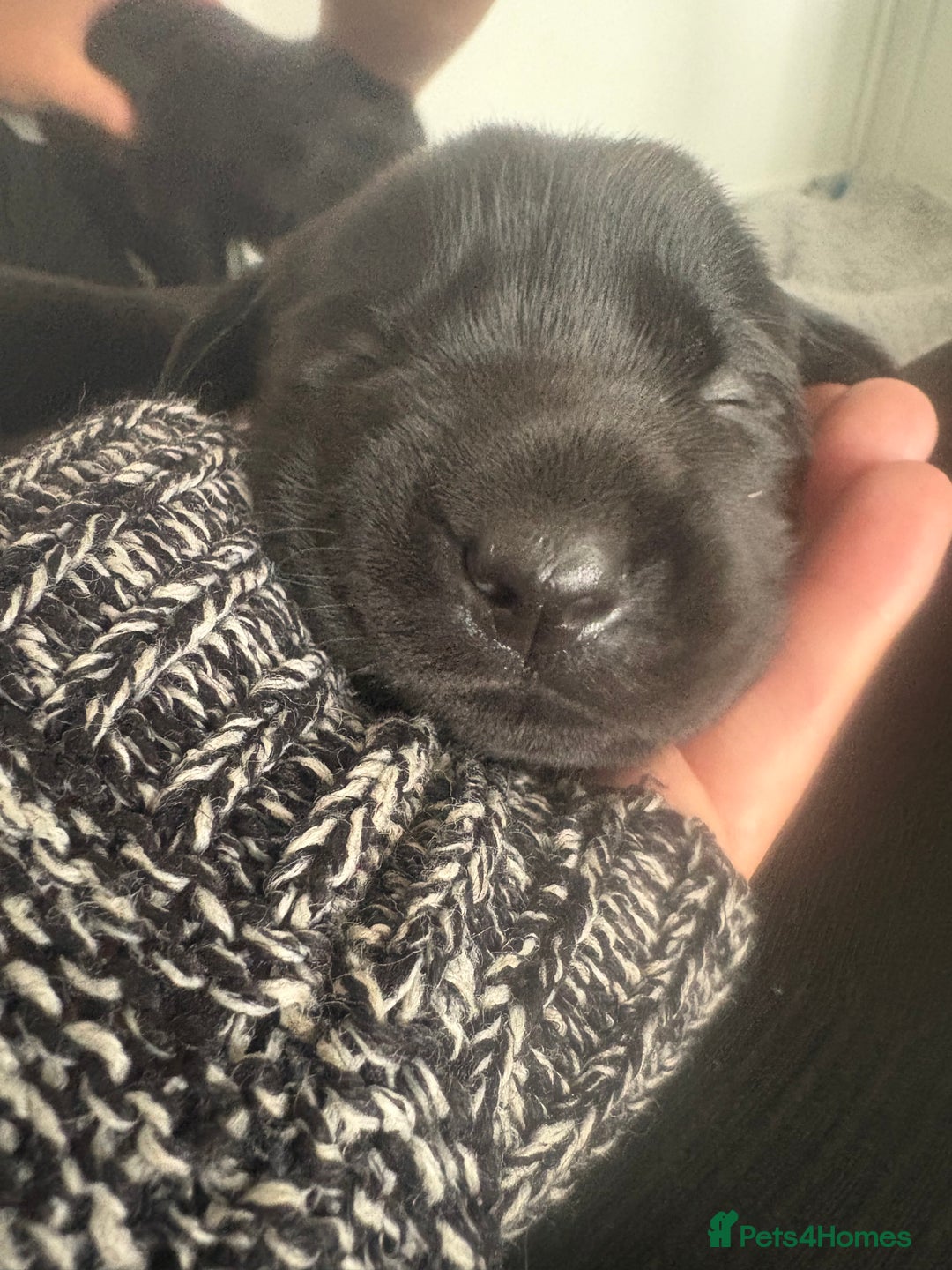 Labrador Retriever dogs for sale: 5 beautiful Labrador puppies - Image 5