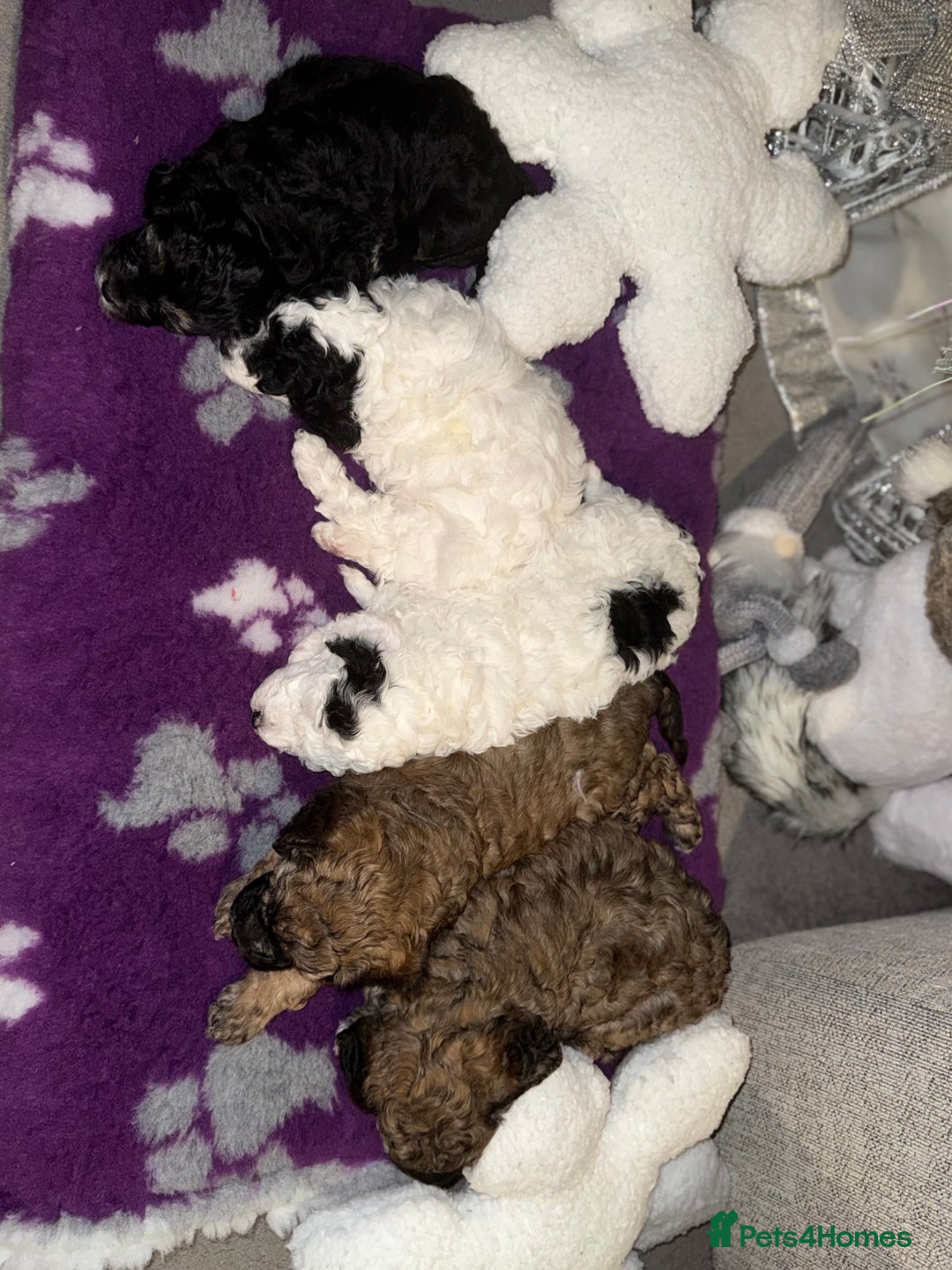 Cavapoo dogs for sale: Gorgeous rare Cavapoo F1B puppies 🐶  - Image 13