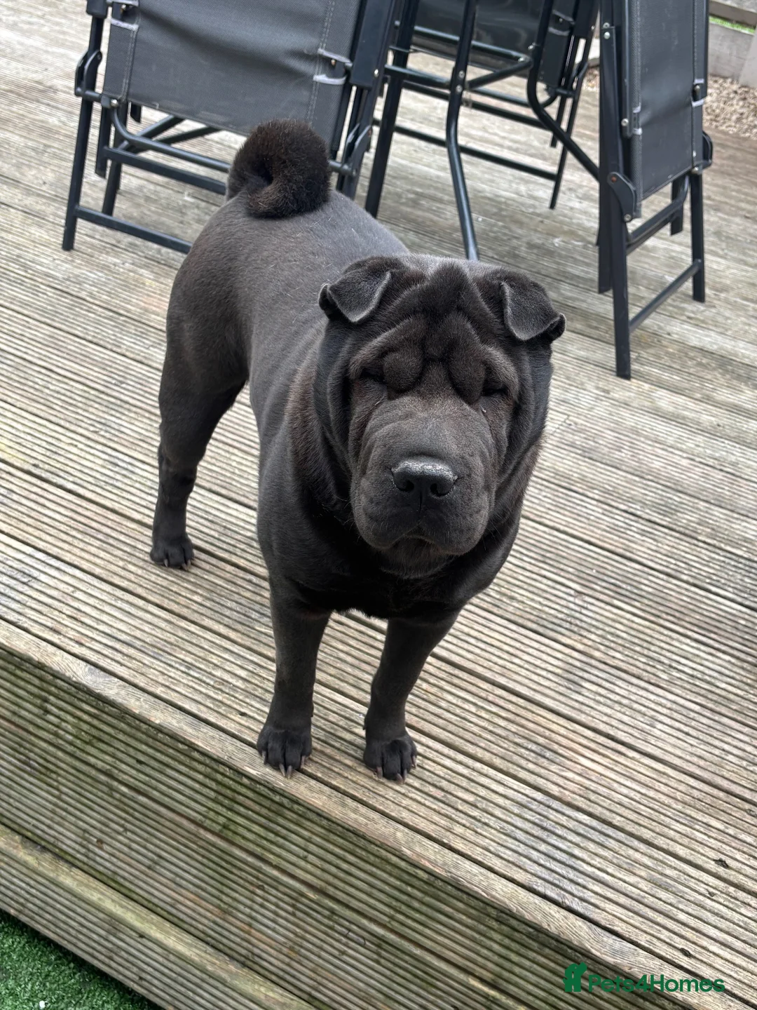 Shar Pei dogs for sale: Shar pei pups in Billingham - Advert 1