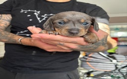 Miniature Dachshund dogs for sale: FOR SALE *Miniature dachshund puppies*  - Image 8