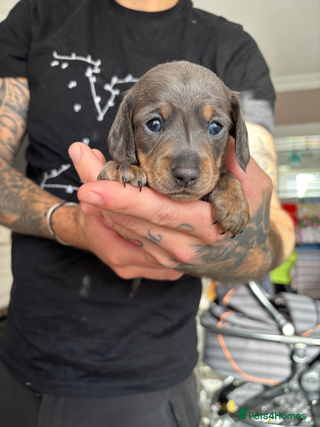 Miniature Dachshund dogs for sale: FOR SALE *Miniature dachshund puppies*  - Image 8