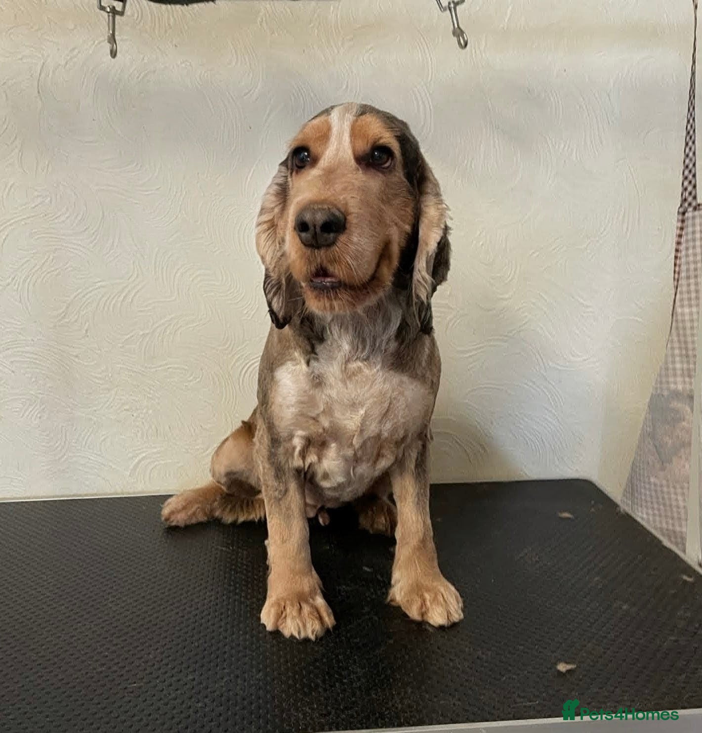 Cocker Spaniel dogs for sale: Beautiful cocker spaniel puppies  - Advert 10