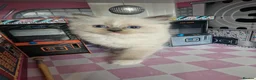 Ragdoll cats for sale: Ragdoll - Advert 18