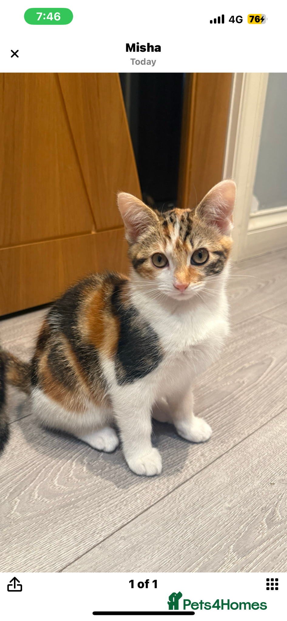 Mixed Breed cats CALICO GIRL KITTEN  - Advert 1