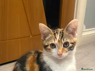 Mixed Breed cats CALICO GIRL KITTEN - Advert 1