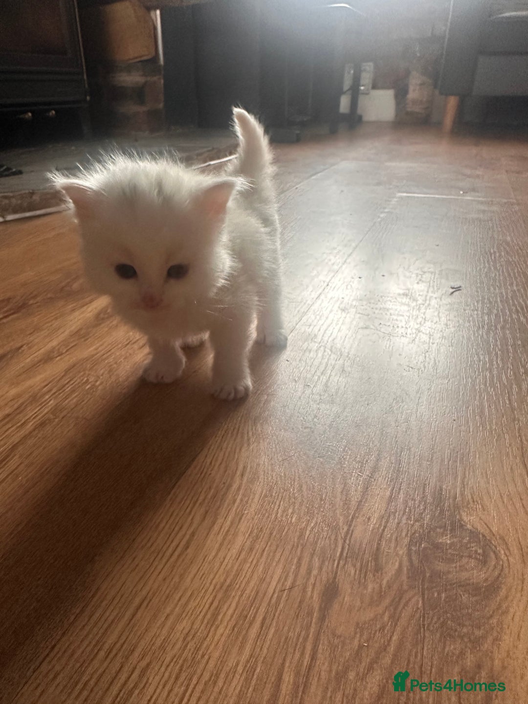 Mixed Breed cats for sale: Maine Coon Kittens - Advert 8