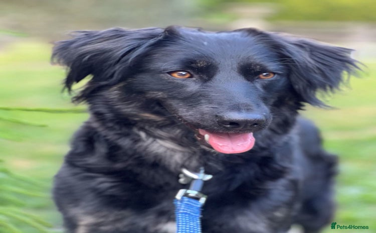 Mixed Breed dogs in Kidderminster - Advert 4