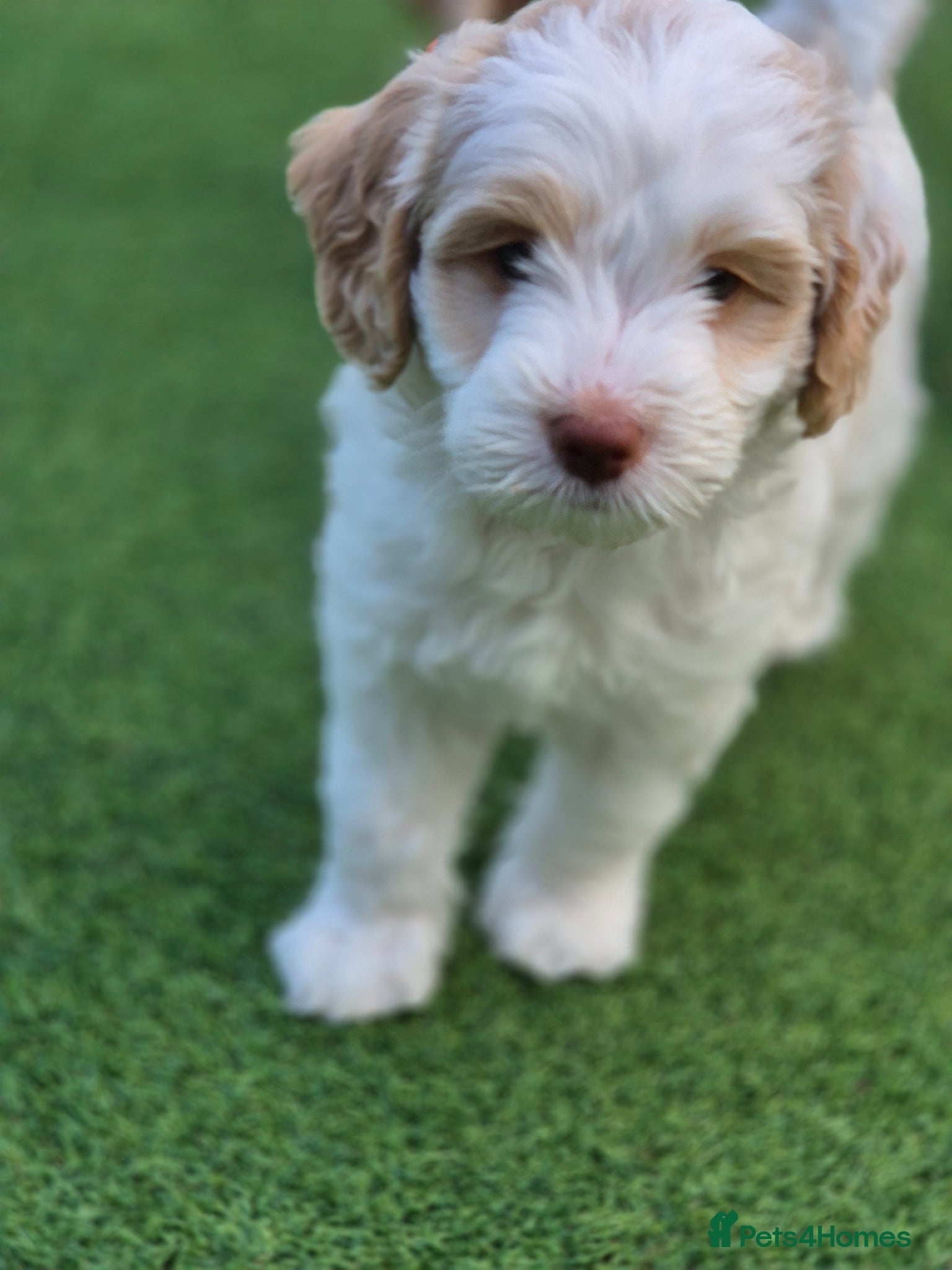 Australian Labradoodle dogs Australian Medium Labradoodles - Advert 9