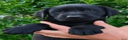 Labrador Retriever dogs for sale: Outstanding working lab pups  in Preston - Advert 7
