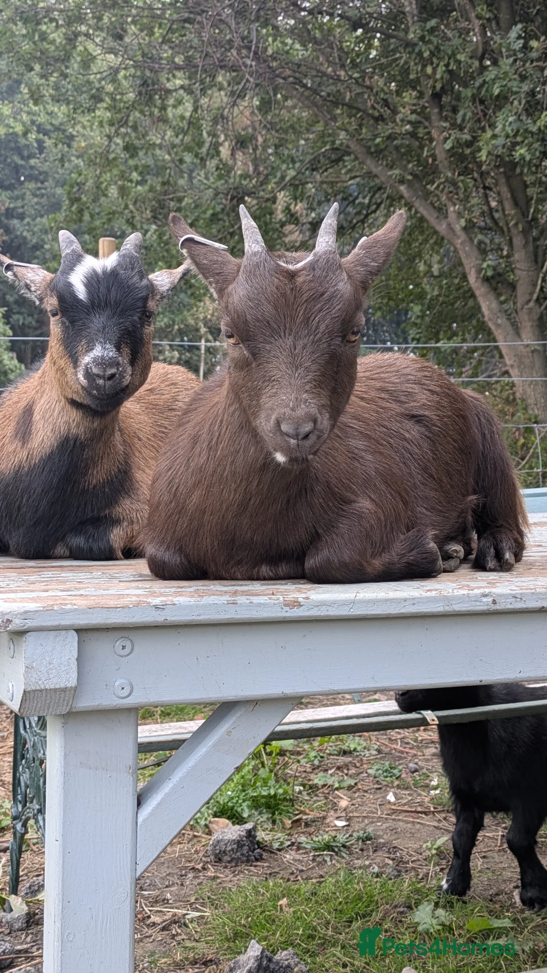 Goats livestock for sale: Pygmy Goats. Beautiful colours  - Advert 1