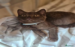 British Shorthair cats for sale: Chocolate Kitten british shorthair  - Image 4