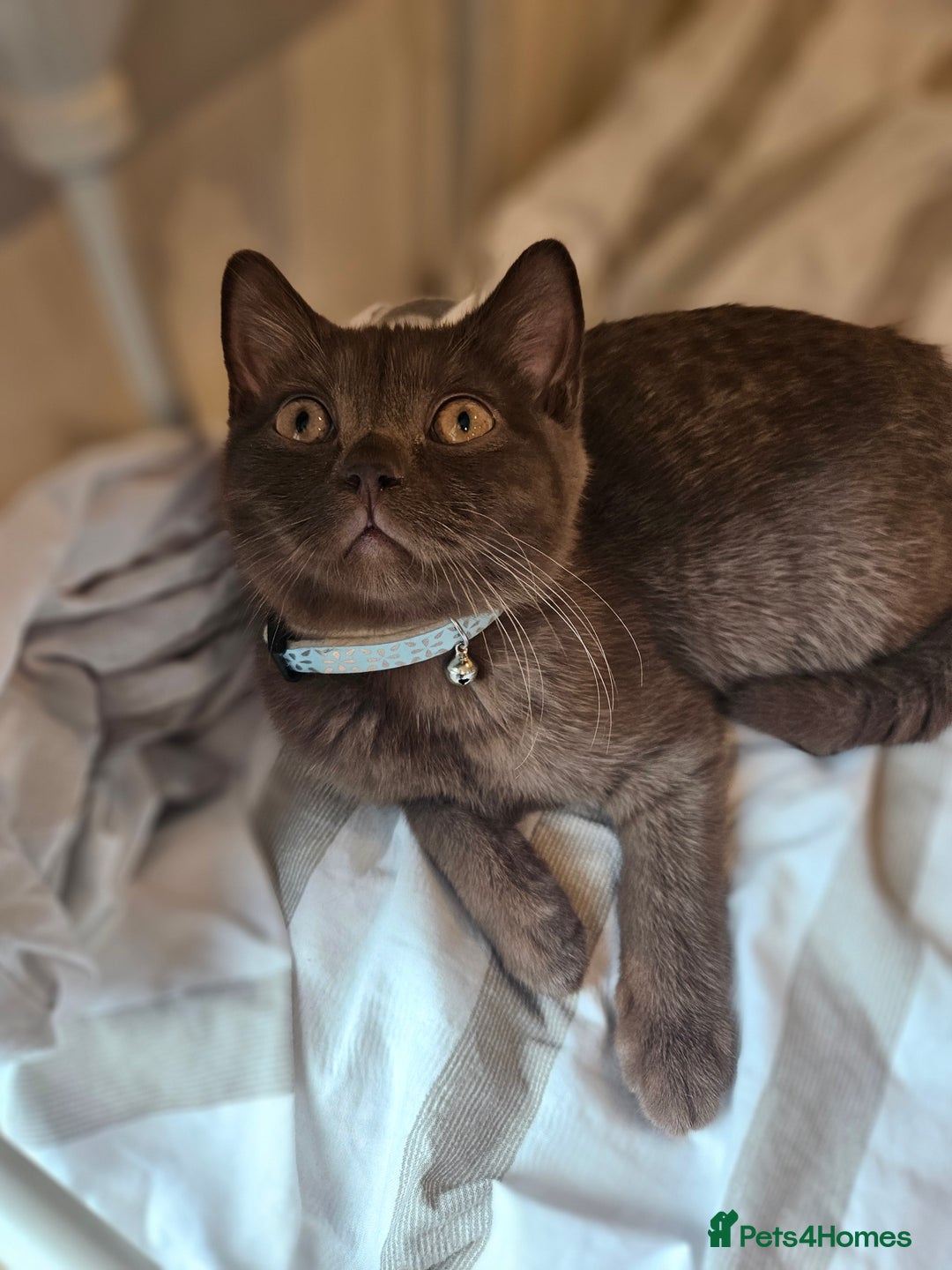 British Shorthair cats for sale: Chocolate Kitten british shorthair  - Image 4