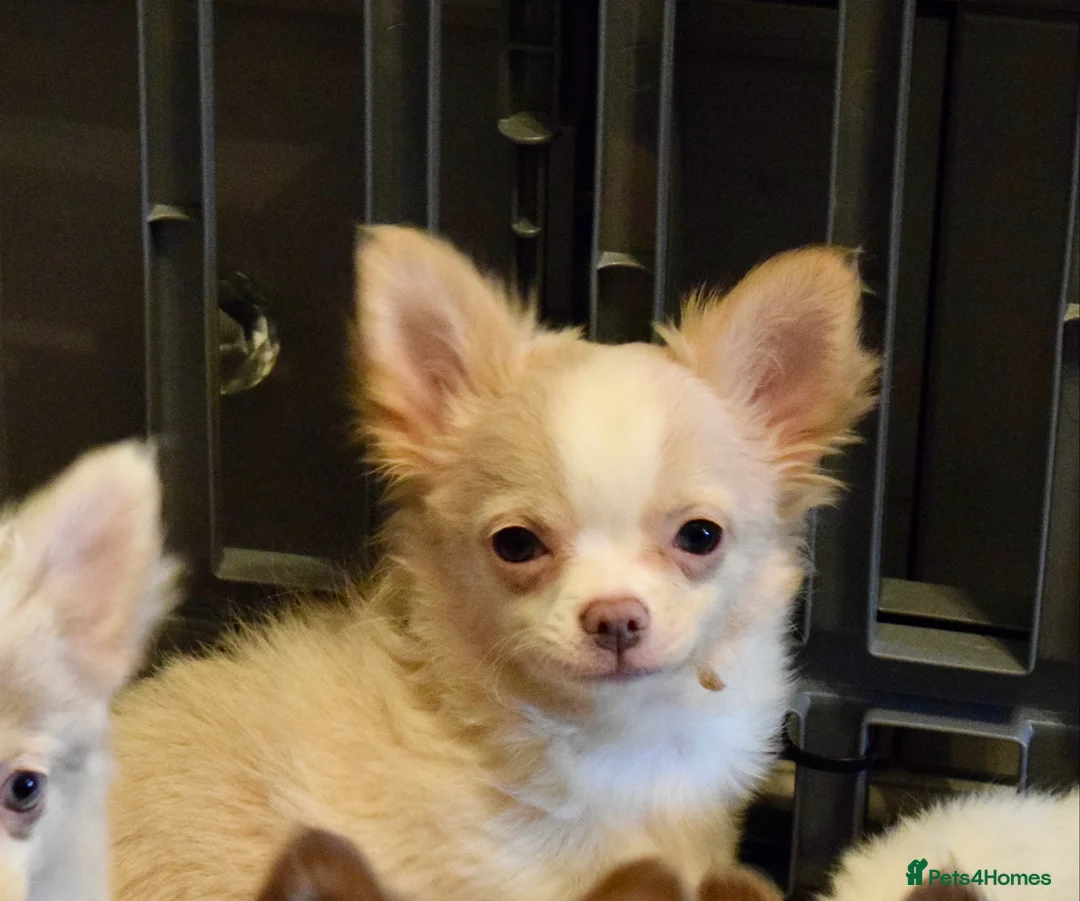 Chihuahua dogs for sale: Long coat chihuahua puppies  - Advert 4