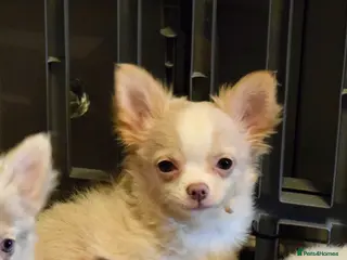 Chihuahua dogs Long coat chihuahua puppies - Advert 3