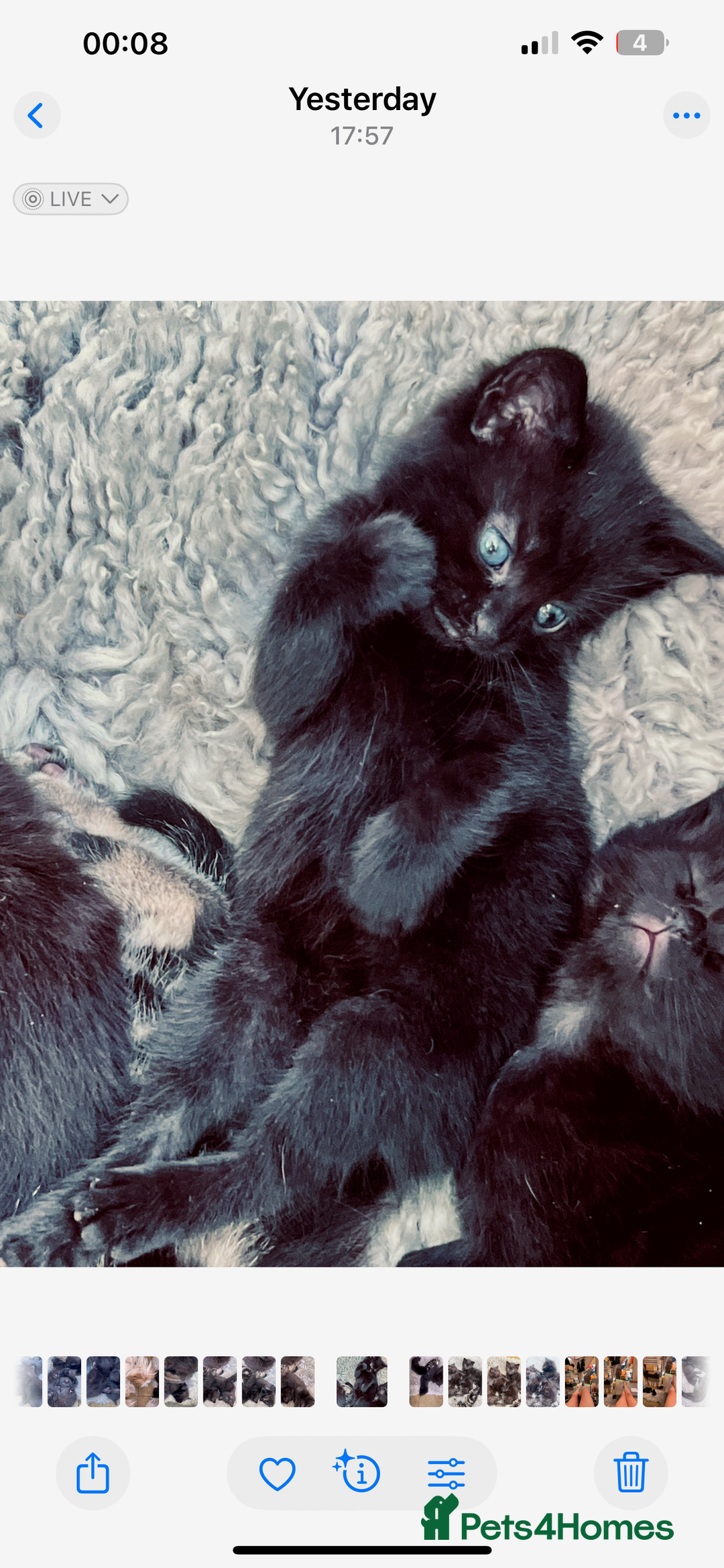 Mixed Breed cats for sale: 6 Kittens for sale - Image 8