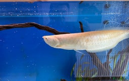 Cichlids fish for sale: Albino Arowana - Image 10