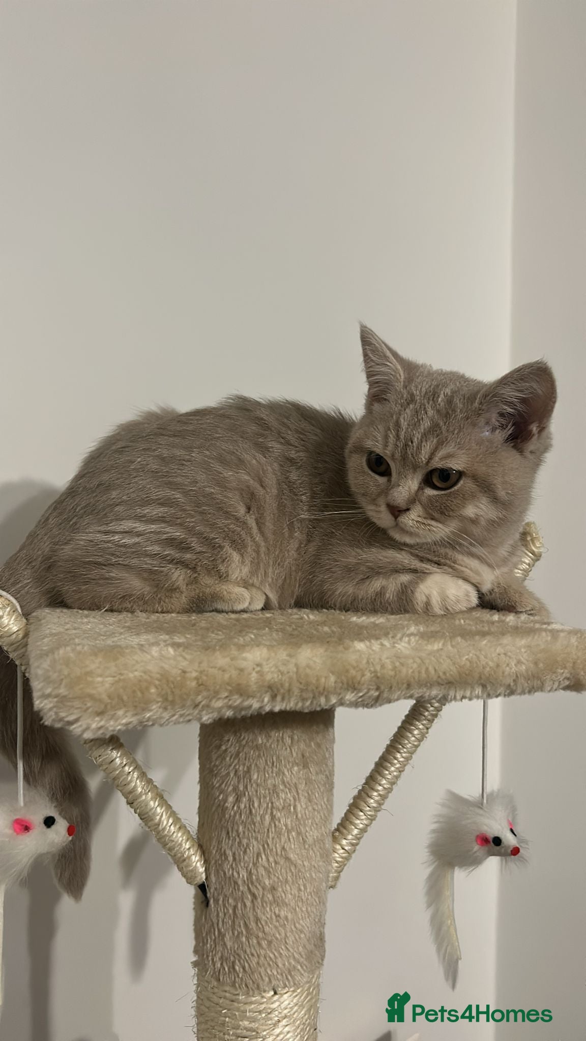 British Shorthair cats Cream/Beige BSH kitten - Advert 1