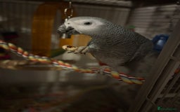 Parrots birds for sale: Semi Tame African Grey - Image 2